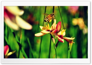 The Bees and The Flowers Ultra HD Wallpaper for 4K UHD Widescreen desktop, tablet & smartphone