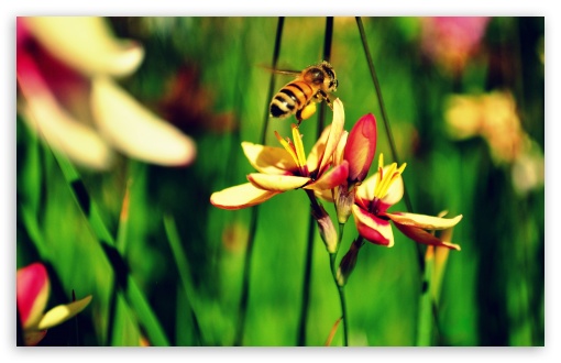 The Bees and The Flowers UltraHD Wallpaper for UHD 16:9 ; HD 16:9 ; UltraWide 32:9 32:10 ; Widescreen 16:10 5:3 ; Fullscreen 4:3 5:4 3:2 ; Tablet 1:1 ; Mobile 3:5 3:4 ; Dual 16:10 5:3 16:9 4:3 5:4 ;