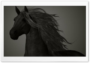 The Black Horse Ultra HD Wallpaper for 4K UHD Widescreen desktop, tablet & smartphone