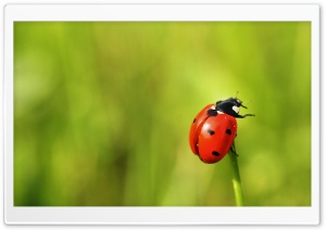 The Brave Ladybug Ultra HD Wallpaper for 4K UHD Widescreen desktop, tablet & smartphone