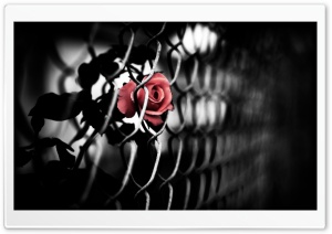 The Brave Rose Ultra HD Wallpaper for 4K UHD Widescreen desktop, tablet & smartphone