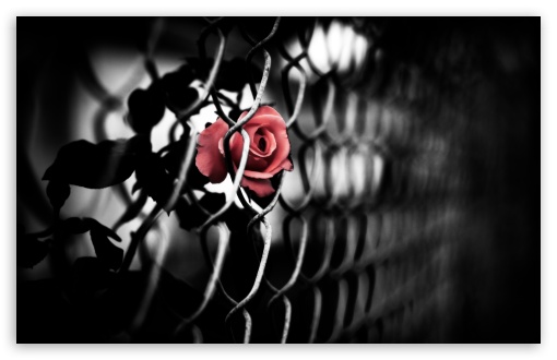 The Brave Rose UltraHD Wallpaper for UHD 16:9 2160p 1440p 1080p 900p 720p ; 8K UHD TV 16:9 Ultra High Definition 2160p 1440p 1080p 900p 720p ; UltraWide 32:10 ; Widescreen 16:10 5:3 WHXGA WQXGA WUXGA WXGA WGA ; Fullscreen 4:3 5:4 3:2 UXGA XGA SVGA QSXGA SXGA DVGA HVGA HQVGA ( Apple PowerBook G4 iPhone 4 3G 3GS iPod Touch ) ; Tablet 1:1 ; Mobile 3:5 3:4 - ; Dual 16:10 5:3 16:9 4:3 5:4 WHXGA WQXGA WUXGA WXGA WGA 2160p 1440p 1080p 900p 720p UXGA XGA SVGA QSXGA SXGA ;