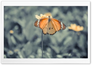 The Butterfly Ultra HD Wallpaper for 4K UHD Widescreen desktop, tablet & smartphone