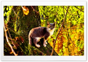 The Cat Ultra HD Wallpaper for 4K UHD Widescreen desktop, tablet & smartphone