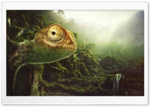 The Cheerful Chameleon Ultra HD Wallpaper for 4K UHD Widescreen desktop, tablet & smartphone