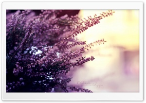 The Colors of Summer Ultra HD Wallpaper for 4K UHD Widescreen desktop, tablet & smartphone
