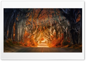 The Dark Hedges Autumn Avenue Ireland 4K UHD Wallpaper for Widescreen and UltraWide Desktop, UltraHD TV, Smartphone, Tablet