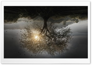 The Divergent Series   Insurgent Tree Ultra HD Wallpaper for 4K UHD Widescreen desktop, tablet & smartphone