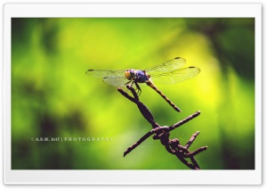 The Dragon Fly Ultra HD Wallpaper for 4K UHD Widescreen desktop, tablet & smartphone