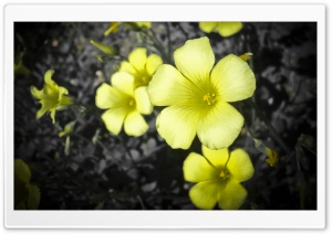 The Flower Ultra HD Wallpaper for 4K UHD Widescreen desktop, tablet & smartphone