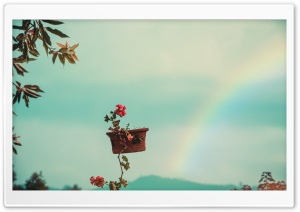 The Flower Pot and The Rainbow Ultra HD Wallpaper for 4K UHD Widescreen desktop, tablet & smartphone