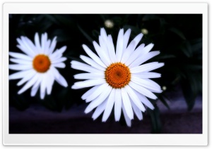 The Flowers Ultra HD Wallpaper for 4K UHD Widescreen desktop, tablet & smartphone