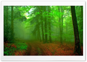The Forest Ultra HD Wallpaper for 4K UHD Widescreen desktop, tablet & smartphone