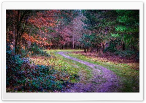 The Forest Ultra HD Wallpaper for 4K UHD Widescreen desktop, tablet & smartphone