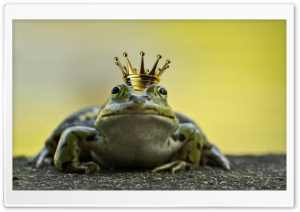 The Frog Prince Ultra HD Wallpaper for 4K UHD Widescreen desktop, tablet & smartphone