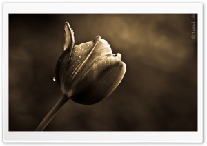 The Good Tulip Ultra HD Wallpaper for 4K UHD Widescreen desktop, tablet & smartphone