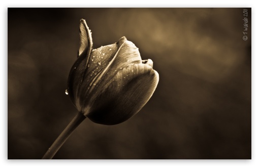 The Good Tulip UltraHD Wallpaper for UHD 16:9 ; HD 16:9 ; Widescreen 16:10 5:3 ; Fullscreen 4:3 5:4 3:2 ;