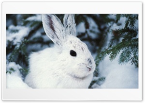 the hare hides itself Ultra HD Wallpaper for 4K UHD Widescreen Desktop, Lockscreen, Screensaver, TV, Tablet, Smartphone