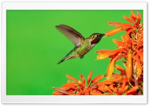 The Hungry Hummingbird Ultra HD Wallpaper for 4K UHD Widescreen desktop, tablet & smartphone
