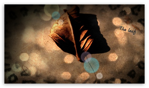 The leaf UltraHD Wallpaper for UHD 16:9 ; HD 16:9 ;