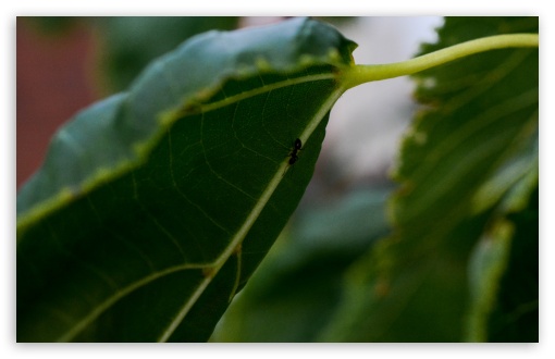 The leaf and The Ant UltraHD Wallpaper for UHD 16:9 ; HD 16:9 ; Widescreen 16:10 5:3 ; Fullscreen 3:2 ;