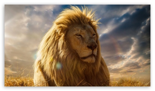 The Lion King 2019 UltraHD Wallpaper for 8K UHD TV 16:9 Ultra High Definition 2160p 1440p 1080p 900p 720p ; Mobile 16:9 - 2160p 1440p 1080p 900p 720p ;