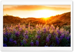 The Lupines At Sunset Ultra HD Wallpaper for 4K UHD Widescreen desktop, tablet & smartphone