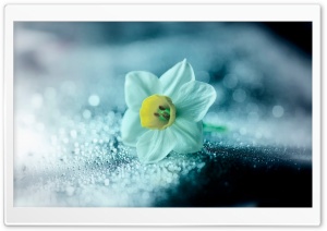 The Narcissus Ultra HD Wallpaper for 4K UHD Widescreen desktop, tablet & smartphone