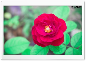The Red Rose Ultra HD Wallpaper for 4K UHD Widescreen desktop, tablet & smartphone