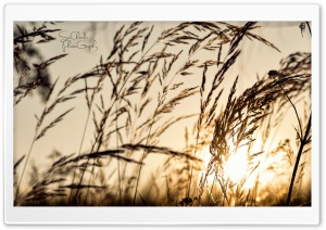 The Rise Ultra HD Wallpaper for 4K UHD Widescreen desktop, tablet & smartphone
