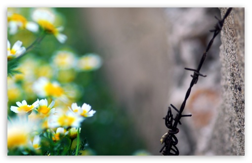 The Rusty Old Wire And The Flowers UltraHD Wallpaper for UHD 16:9 2160p 1440p 1080p 900p 720p ; 8K UHD TV 16:9 Ultra High Definition 2160p 1440p 1080p 900p 720p ; Widescreen 16:10 5:3 WHXGA WQXGA WUXGA WXGA WGA ; Fullscreen 4:3 5:4 3:2 UXGA XGA SVGA QSXGA SXGA DVGA HVGA HQVGA ( Apple PowerBook G4 iPhone 4 3G 3GS iPod Touch ) ; Tablet 1:1 ; Mobile 3:5 3:4 - ;