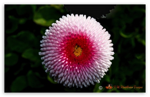 the season flower UltraHD Wallpaper for UHD 16:9 ; HD 16:9 ; Widescreen 16:10 5:3 ;