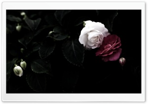 The Sibling Flowers Ultra HD Wallpaper for 4K UHD Widescreen desktop, tablet & smartphone