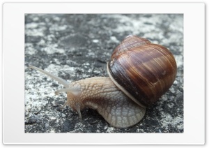 The Snail 4K UHD Wallpaper for Widescreen and UltraWide Desktop, UltraHD TV, Smartphone, Tablet