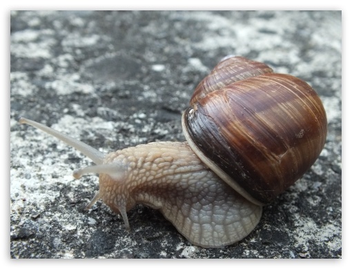 The Snail UltraHD Wallpaper for Fullscreen 4:3 ;