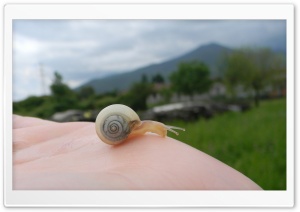 The Snail on the Hand. Ultra HD Wallpaper for 4K UHD Widescreen Desktop, Lockscreen, Screensaver, TV, Tablet, Smartphone