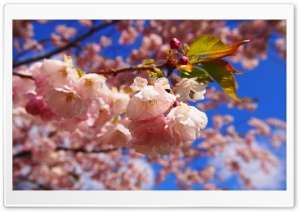 The Spring Beginning Ultra HD Wallpaper for 4K UHD Widescreen desktop, tablet & smartphone