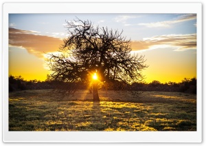The Sunset Tree Ultra HD Wallpaper for 4K UHD Widescreen desktop, tablet & smartphone
