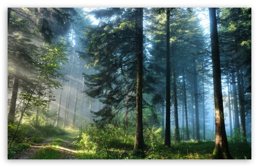 hd wallpaper widescreen forest
