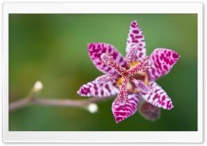 The Toad Lily Flower Macro Ultra HD Wallpaper for 4K UHD Widescreen desktop, tablet & smartphone
