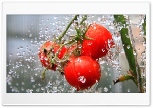 The Tomato Shower Ultra HD Wallpaper for 4K UHD Widescreen Desktop, Lockscreen, Screensaver, TV, Tablet, Smartphone