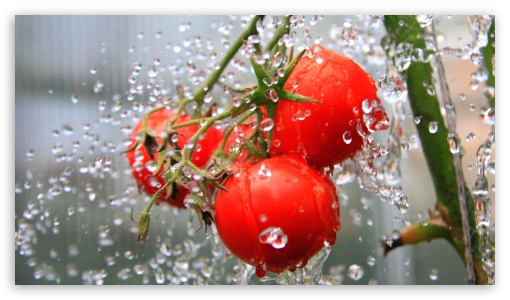 The Tomato Shower UltraHD Wallpaper for HD 16:9 ;