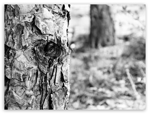 The Tree UltraHD Wallpaper for Fullscreen 4:3 ;