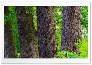 The Tree Logs Ultra HD Wallpaper for 4K UHD Widescreen desktop, tablet & smartphone