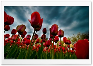 The Tulip Season Ultra HD Wallpaper for 4K UHD Widescreen desktop, tablet & smartphone