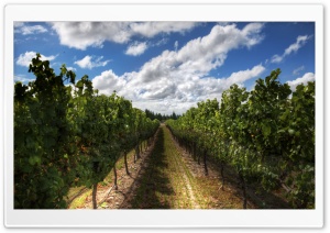 The Wines Of New Zealand Ultra HD Wallpaper for 4K UHD Widescreen desktop, tablet & smartphone