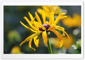 The Yellow Flower Ultra HD Wallpaper for 4K UHD Widescreen desktop, tablet & smartphone