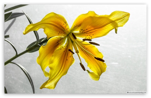 The Yellow Lily UltraHD Wallpaper for UHD 16:9 ; HD 16:9 ; Widescreen 16:10 5:3 ; Fullscreen 4:3 5:4 3:2 ; Tablet 1:1 ; Mobile 3:5 3:4 ;