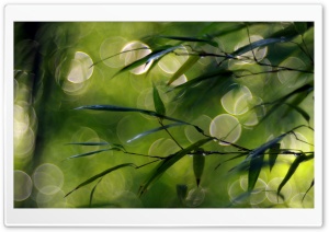 Thin Green Leaves Ultra HD Wallpaper for 4K UHD Widescreen desktop, tablet & smartphone