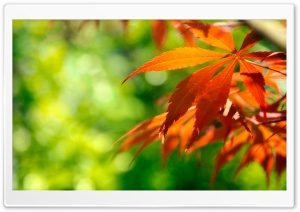 Thin Leaves Ultra HD Wallpaper for 4K UHD Widescreen desktop, tablet & smartphone